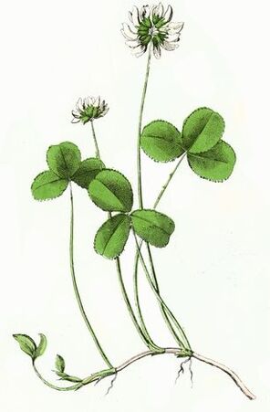 trébol
